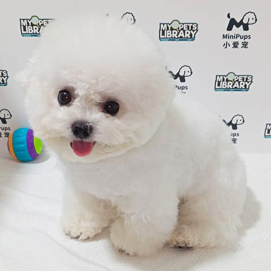 Super Tiny Bichon Frise Puppy
