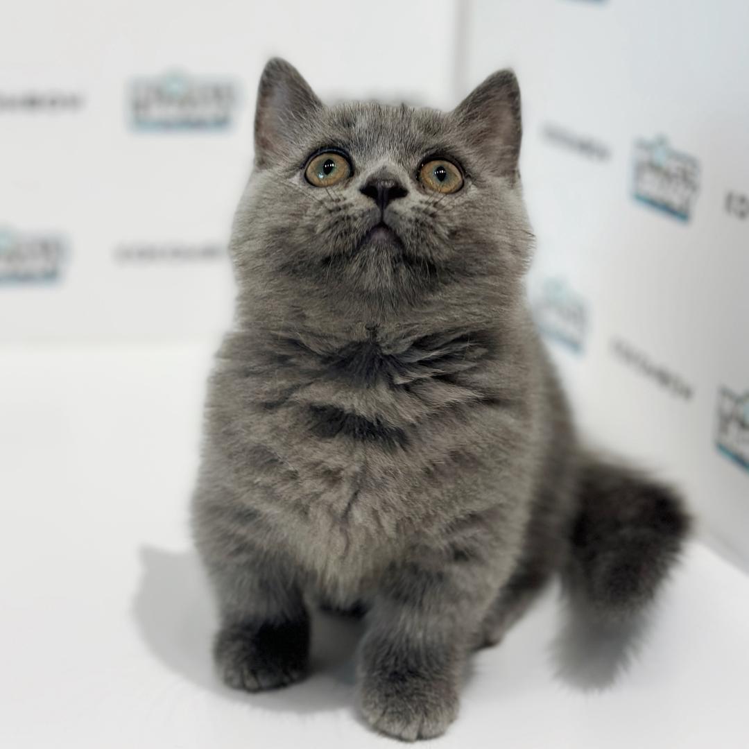 Super Short Munchkin British Shorthair Kitten