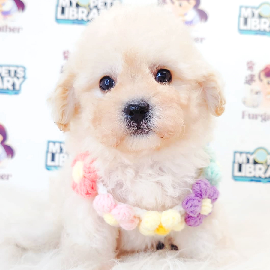 Maltipoo Puppy