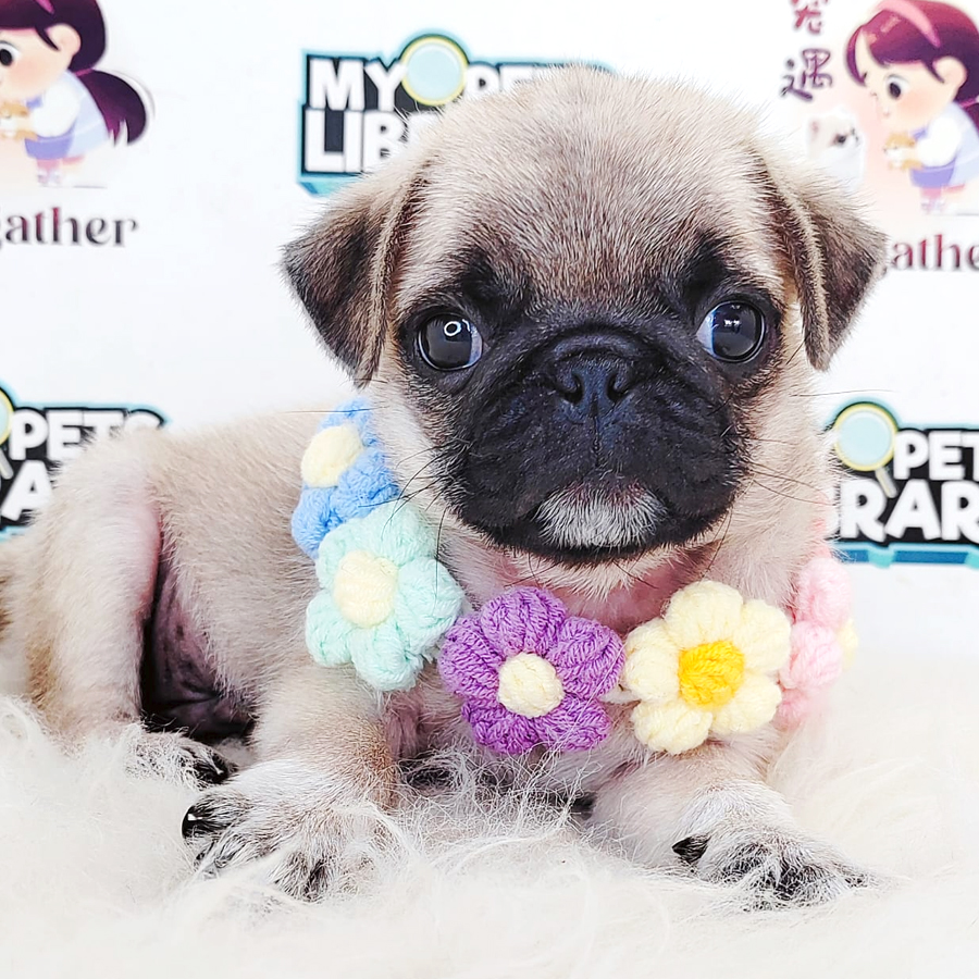 Pug Puppy