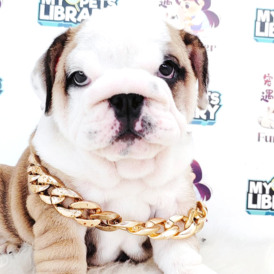 English Bulldog Puppy