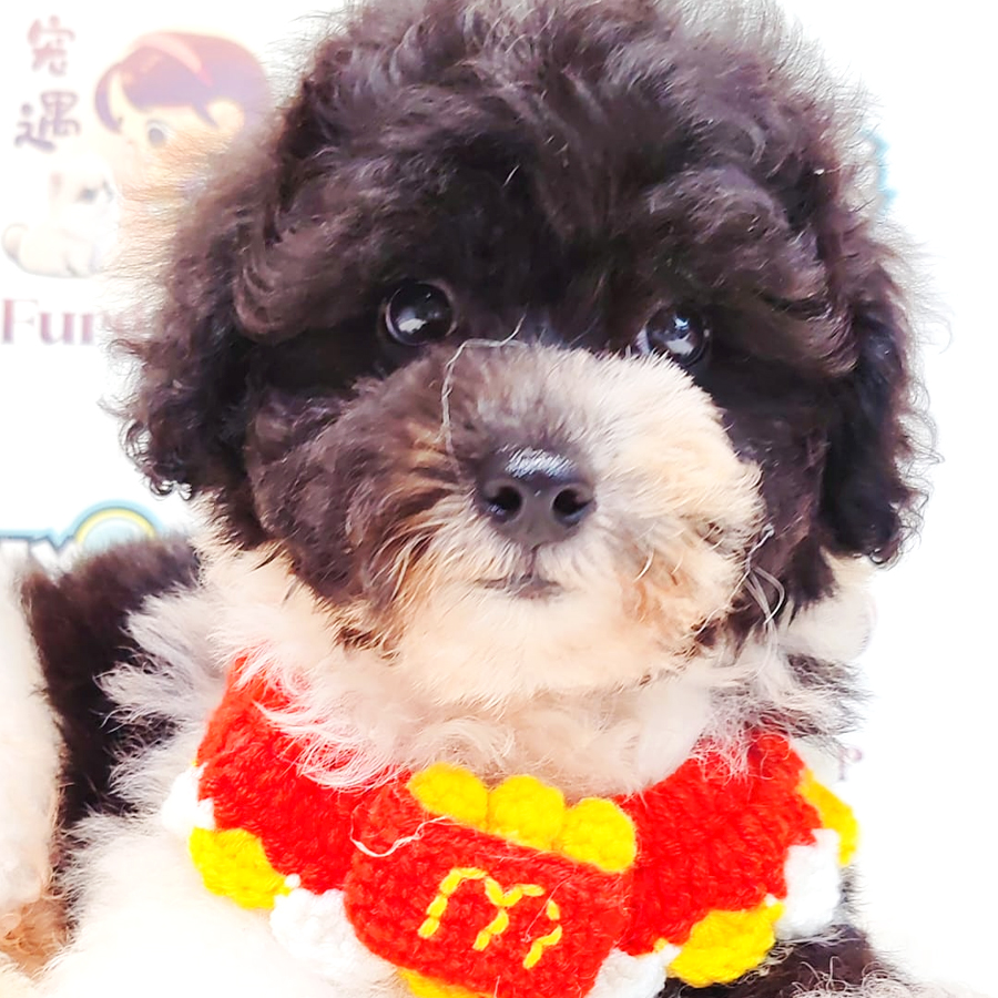 Poodle Puppy