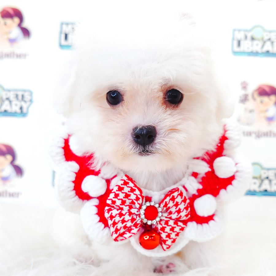 Bichon Frise Puppy