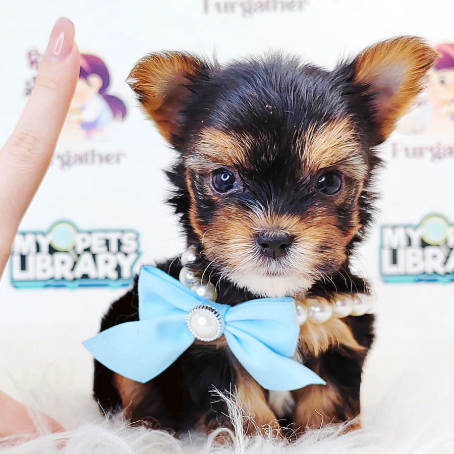 Yorkshire Terrier Puppy