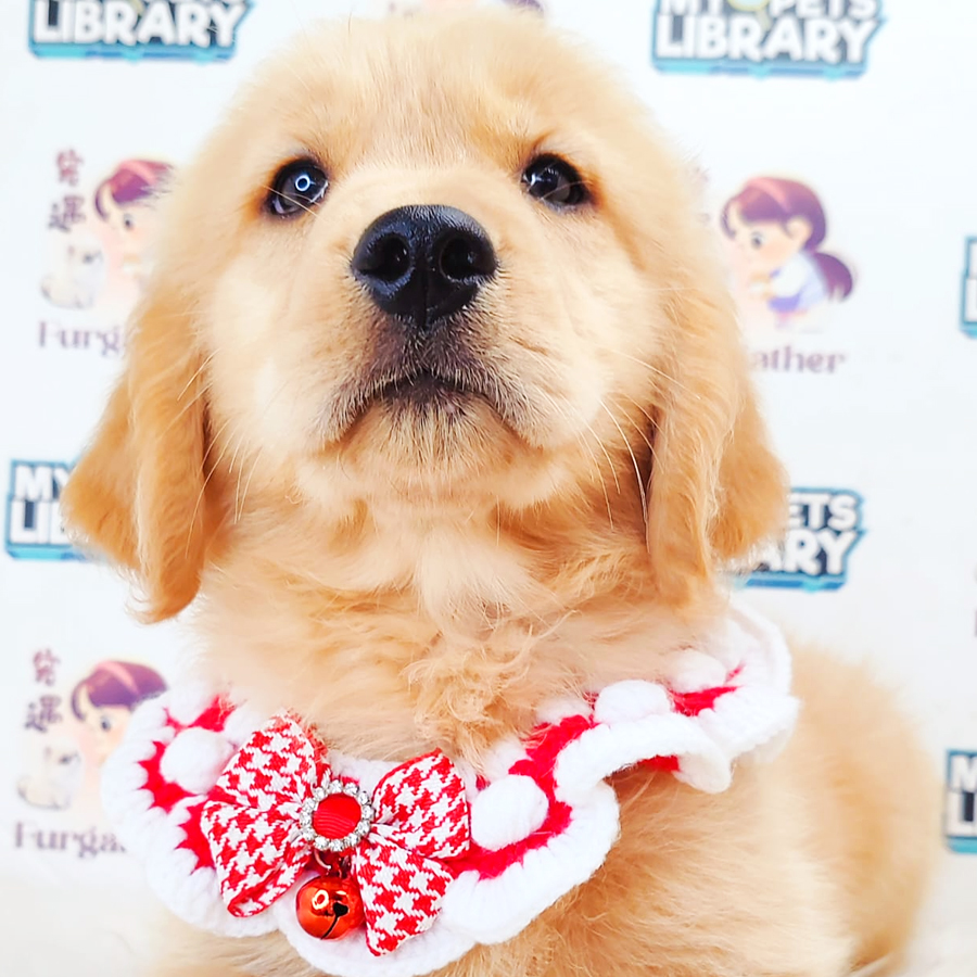 Golden Retriever Puppy