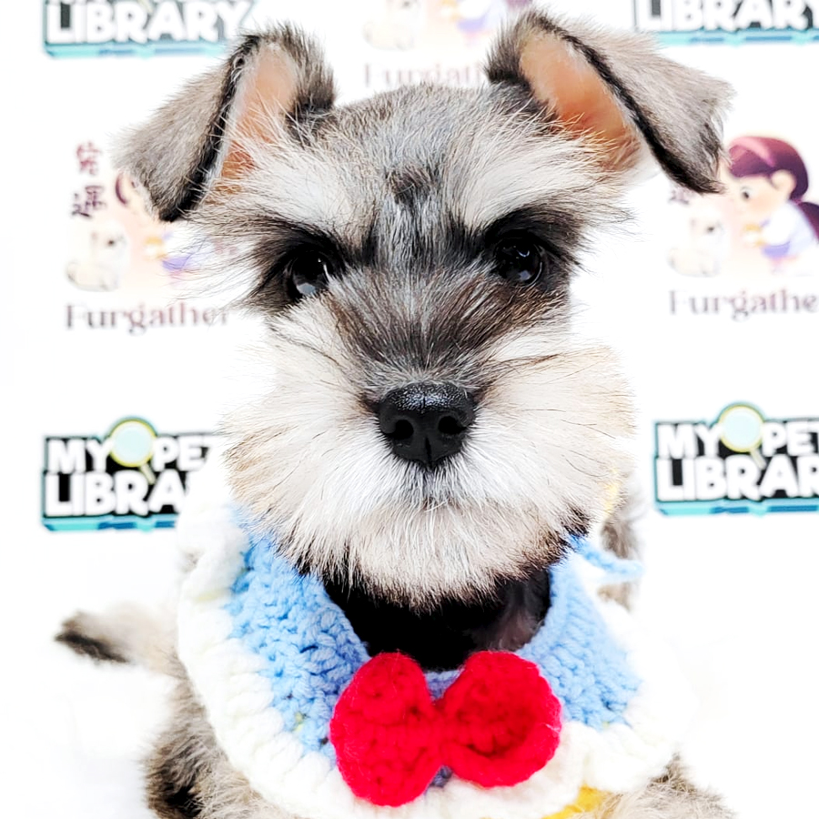 Schnauzer Puppy
