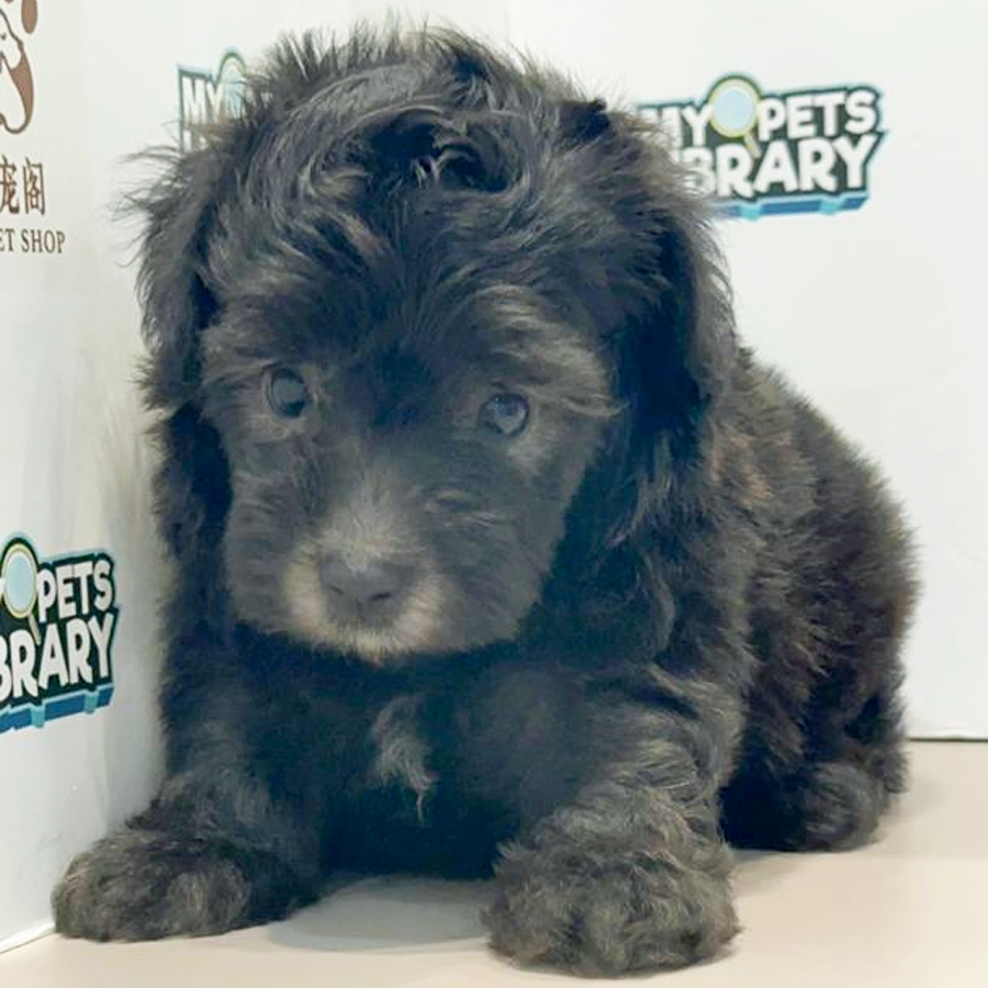 Toy Poodle Puppy