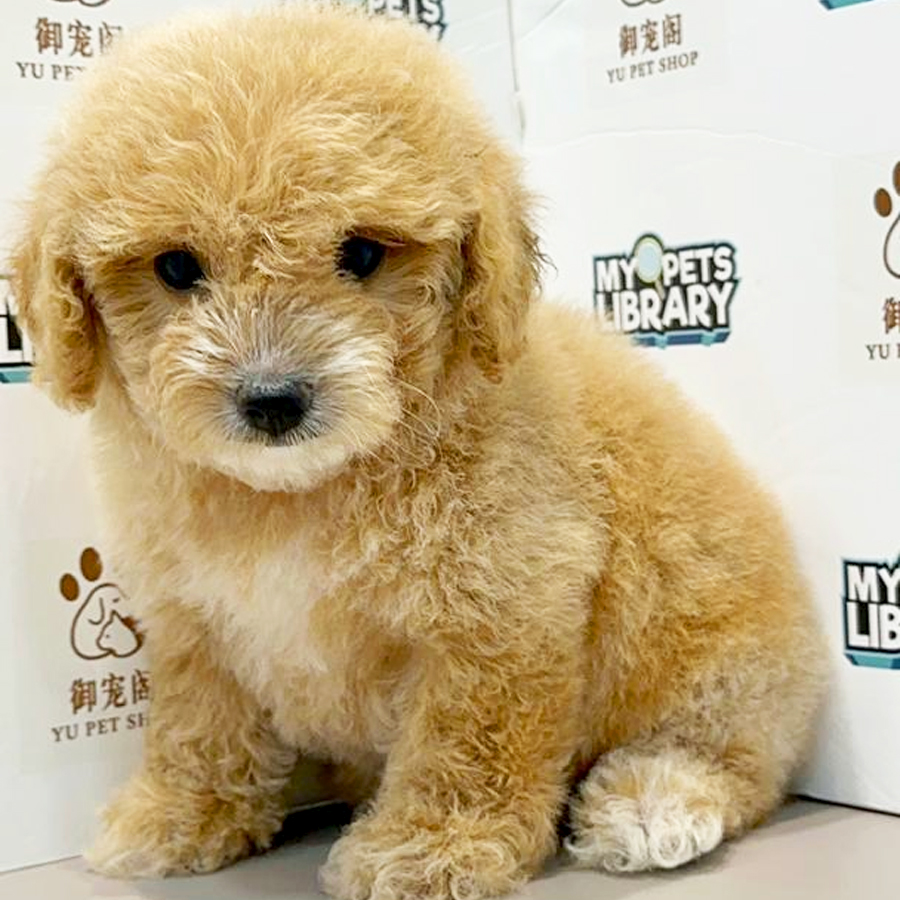 Toy Poodle Puppy