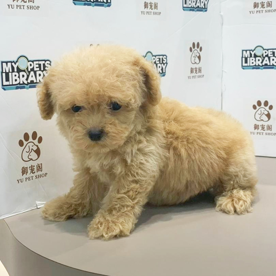 Tiny Poodle Puppy
