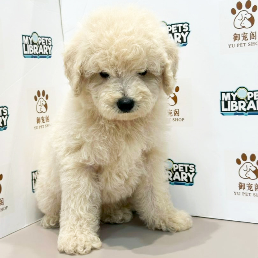 Toy Poodle Puppy