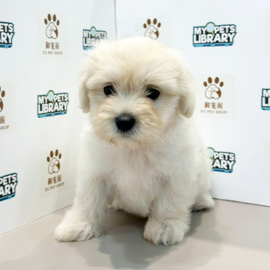 Maltipoo Puppy