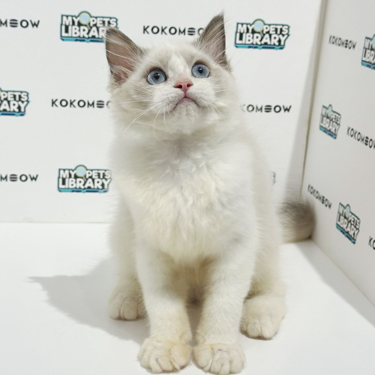 Ragdoll Kitten