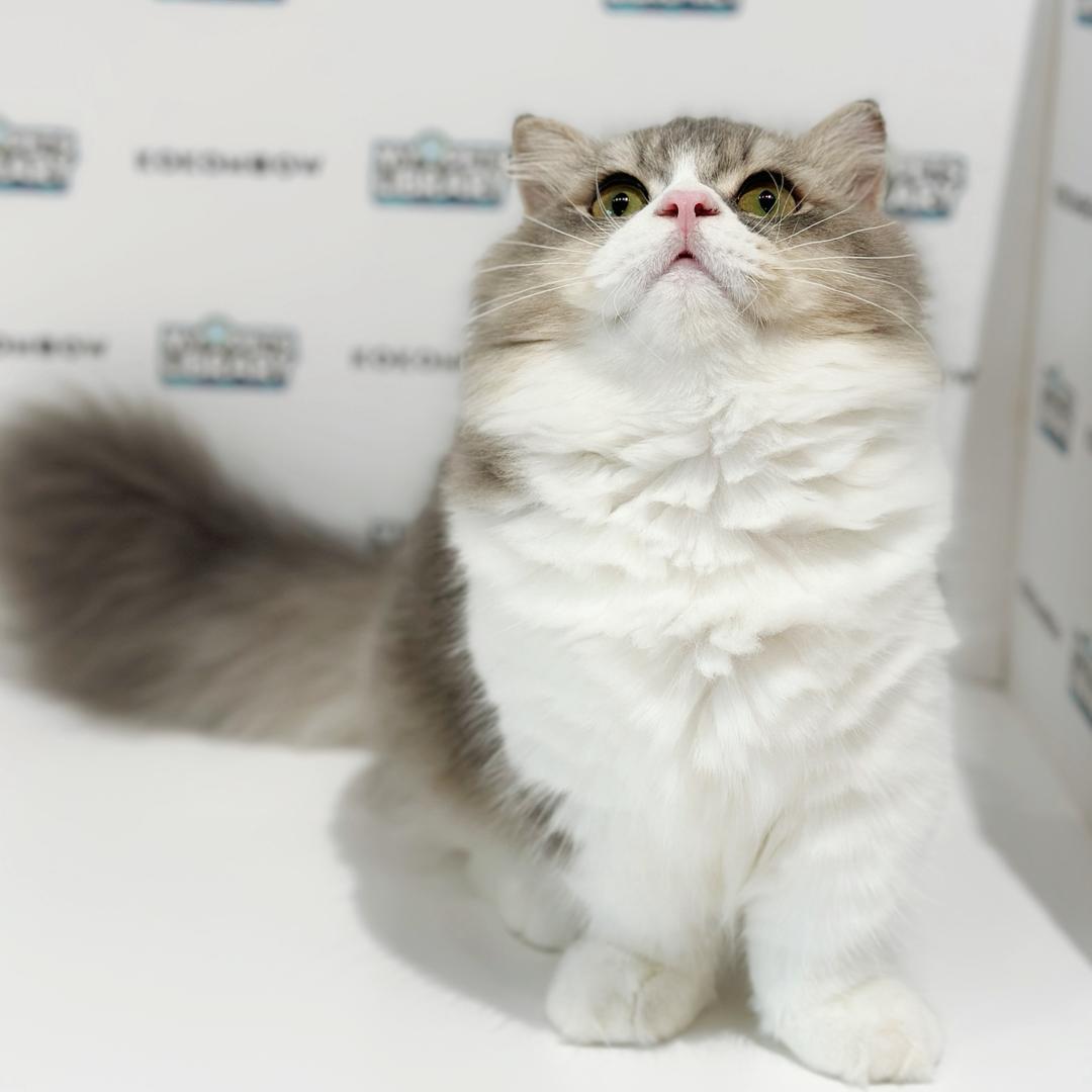 Super Short Munchkin British Longhair Kitten