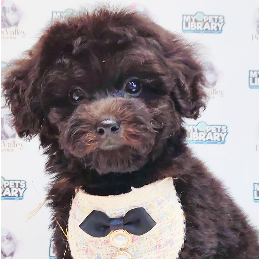 Toy Poodle Puppy