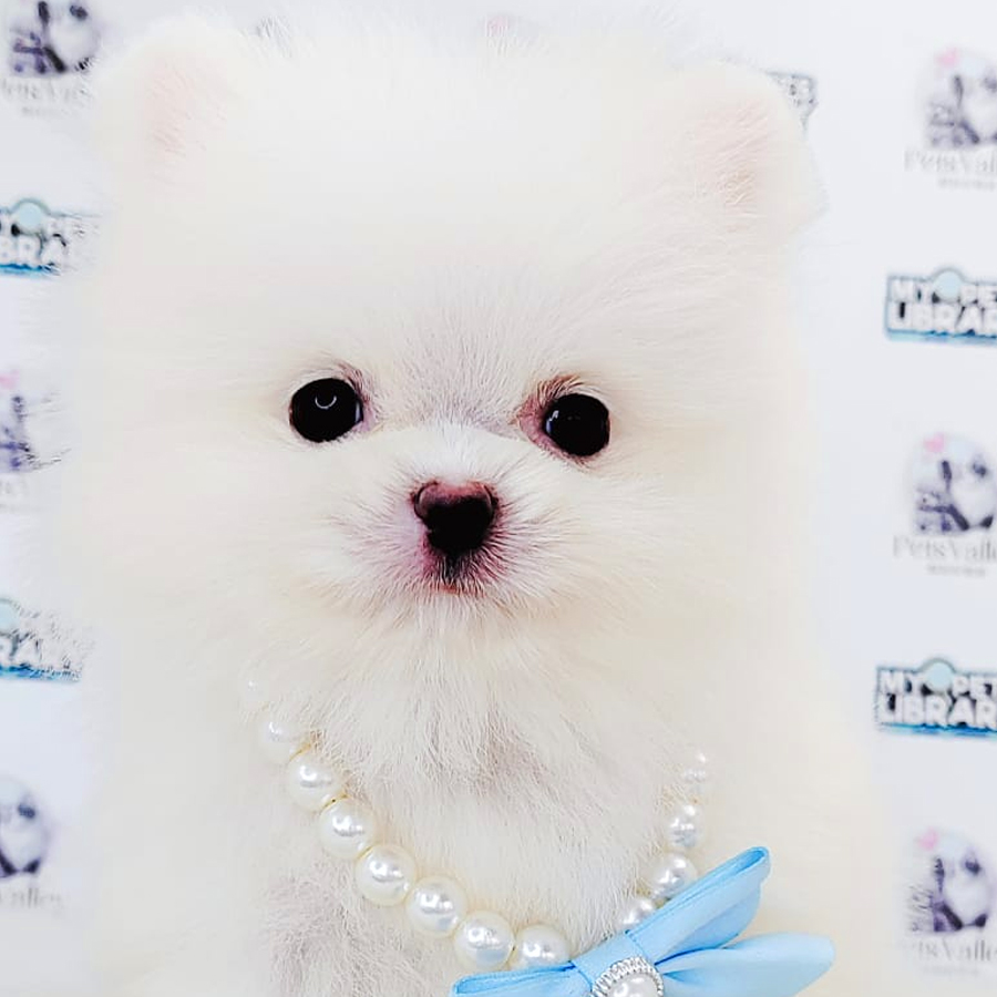 Pomeranian Puppy