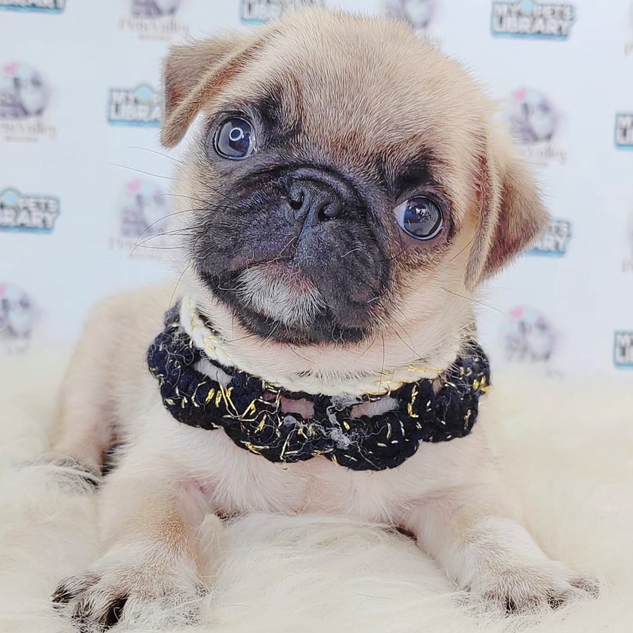 Pug Puppy