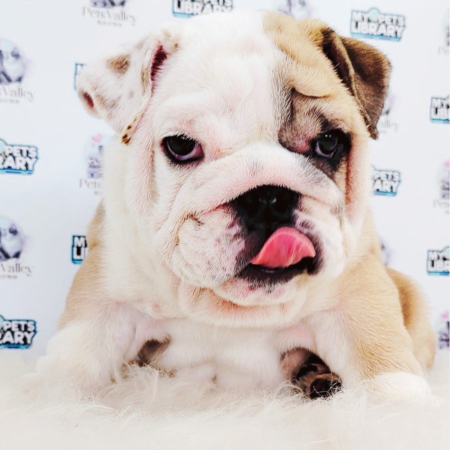 English Bulldog Puppy