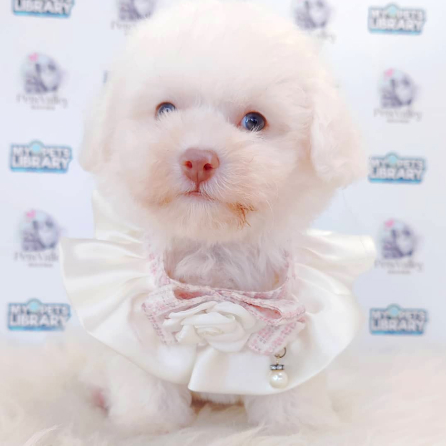 Poochon Puppy