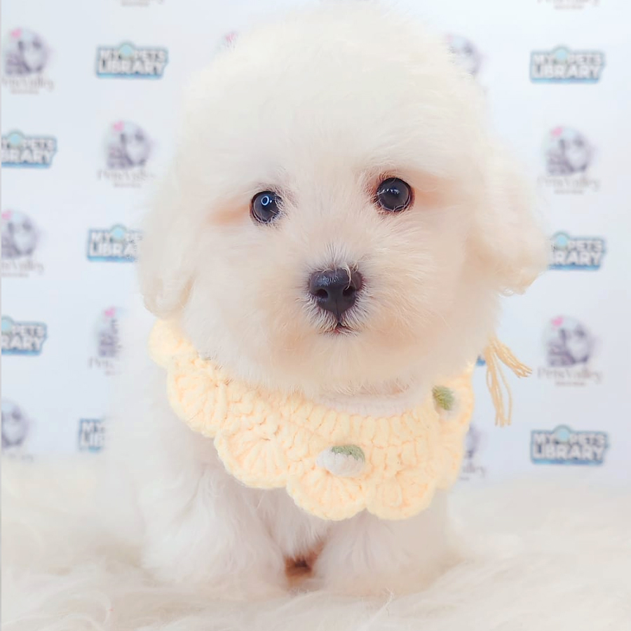 Bichon Frise Puppy