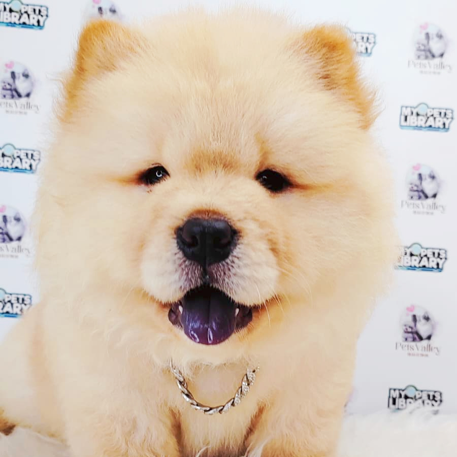 Chow Chow Puppy