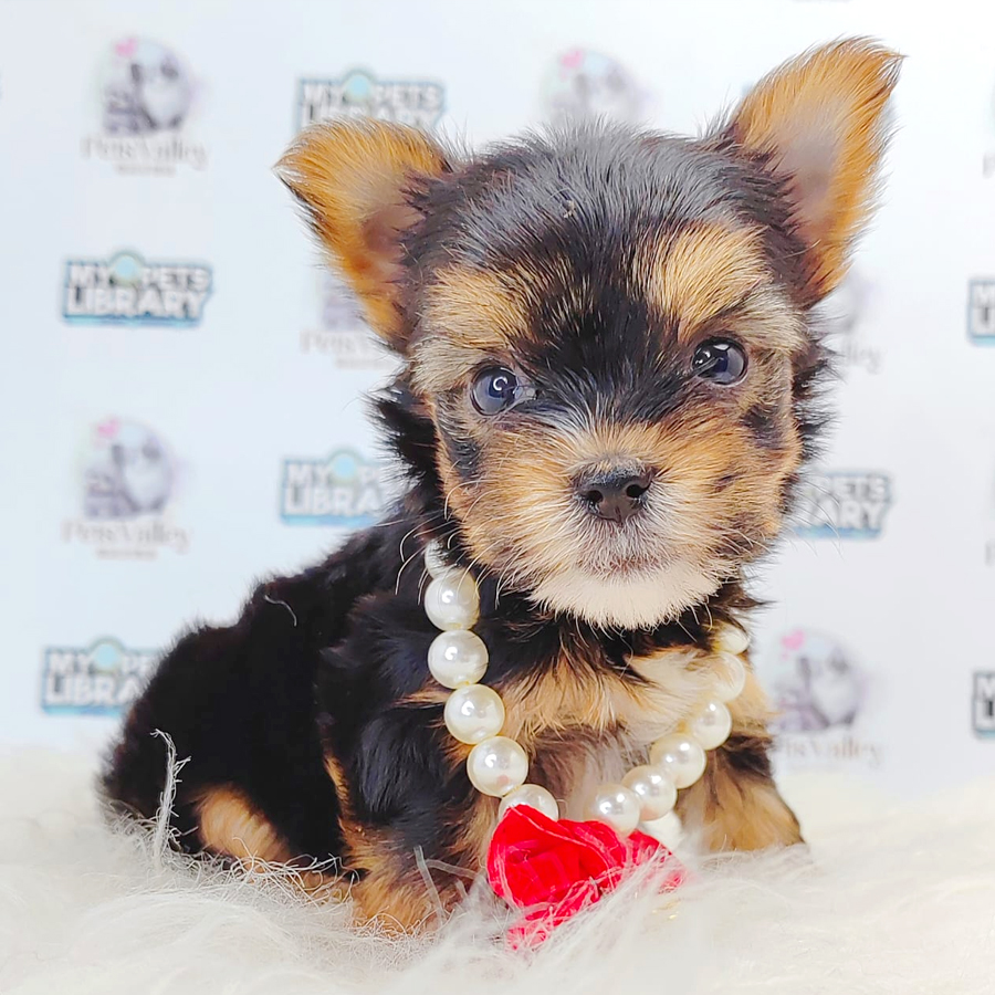 Yorkshire Terrier Puppy