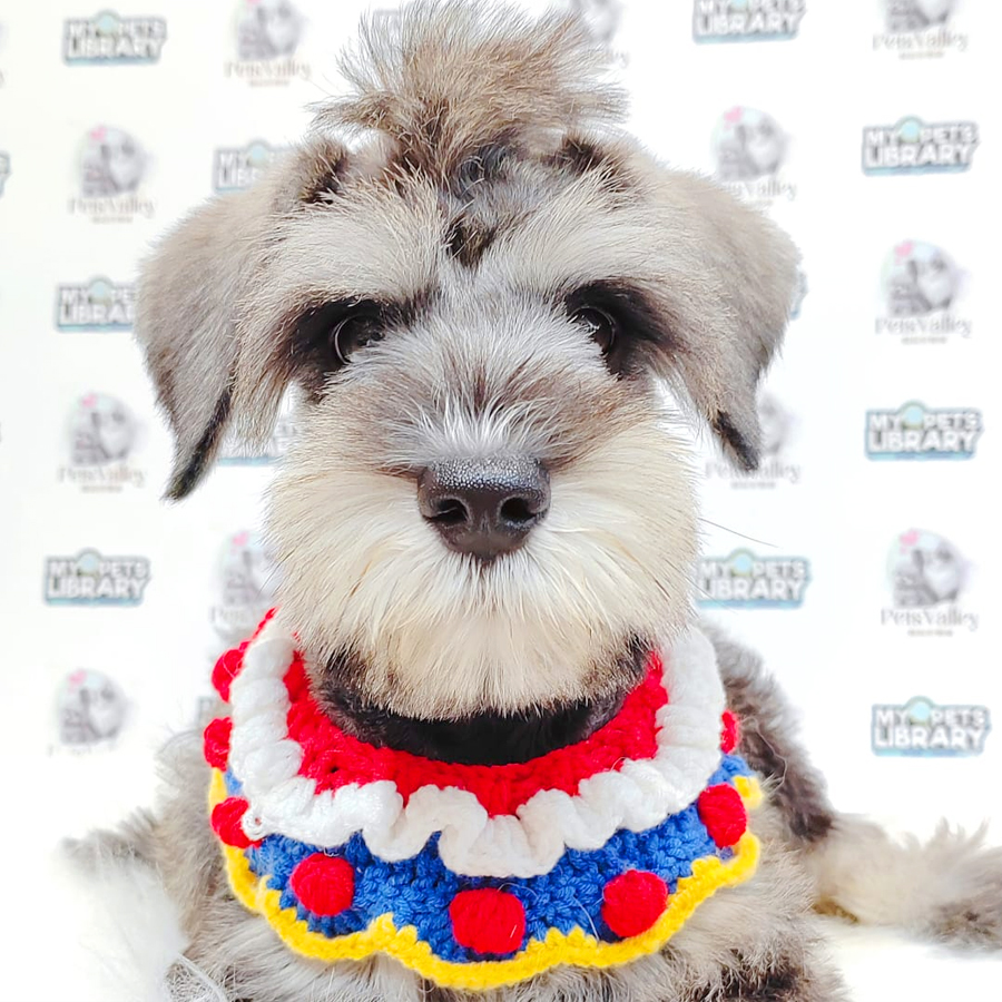 Schnauzer Puppy