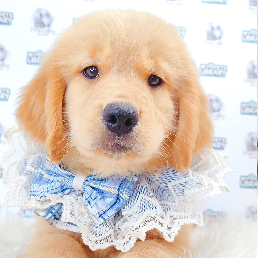 Golden Retriever Puppy