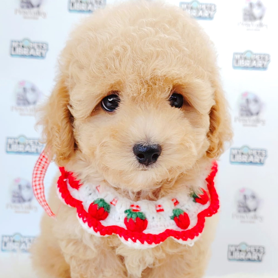 Toy Poodle Puppy