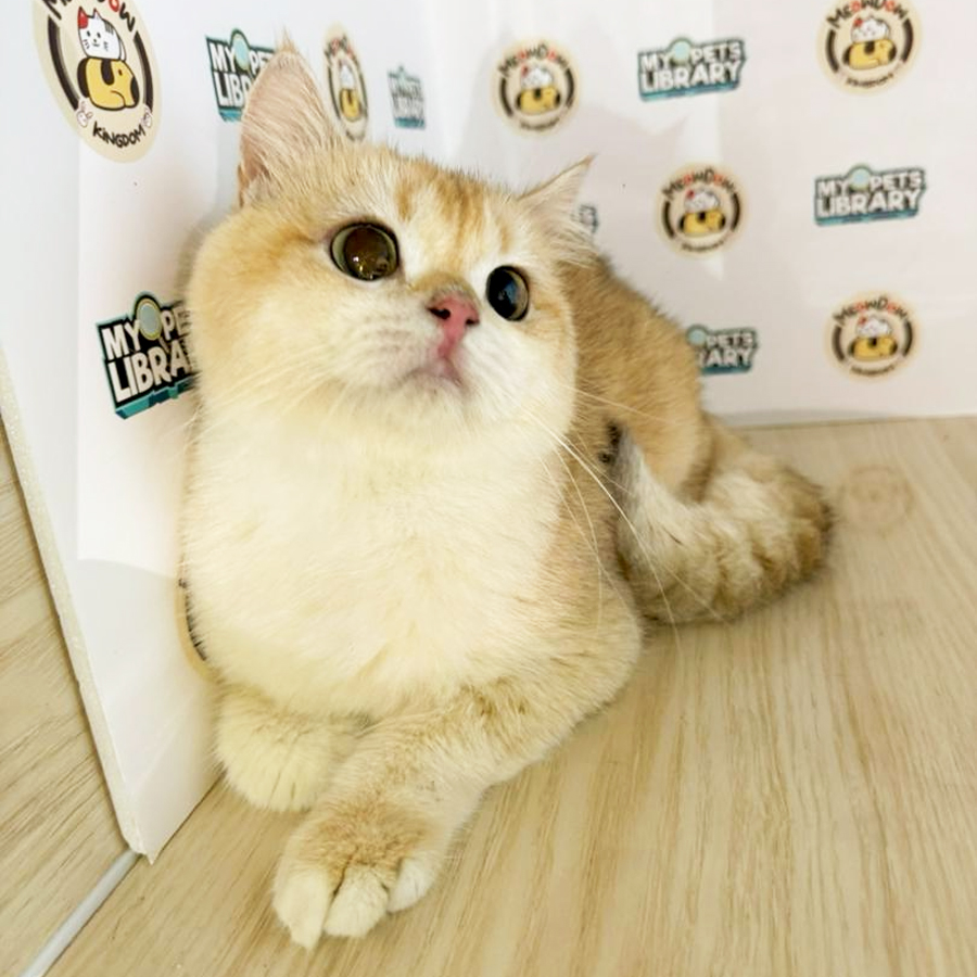 British Shorthair Kitten