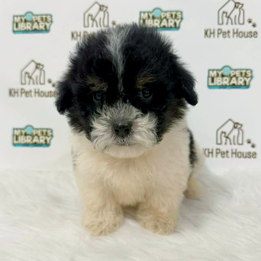 Cockapoo Puppy