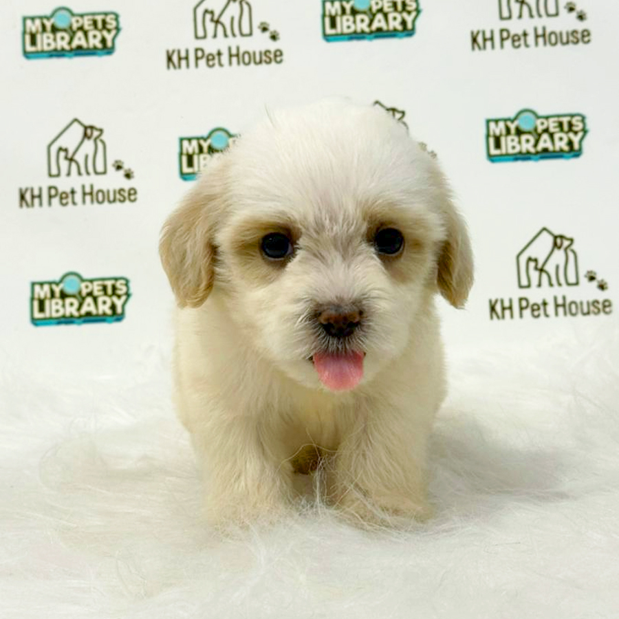 Cockapoo Puppy