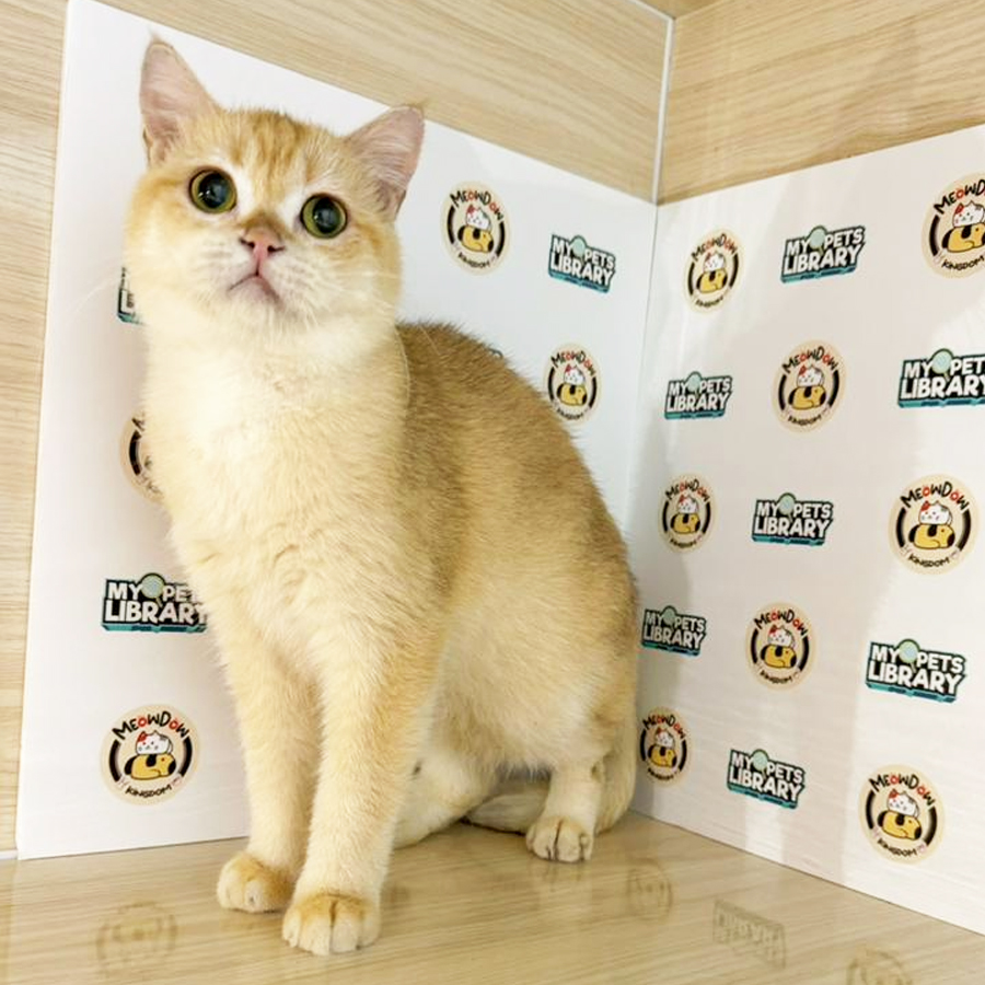 British Shorthair Kitten