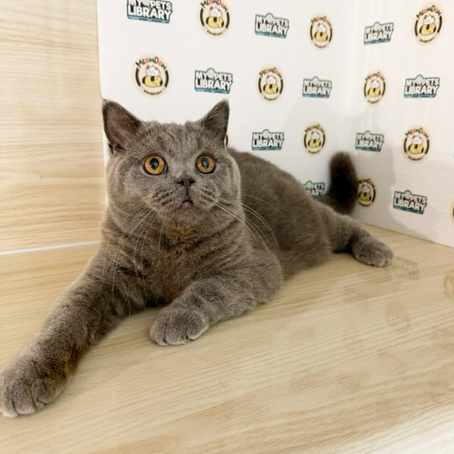 British Shorthair Kitten