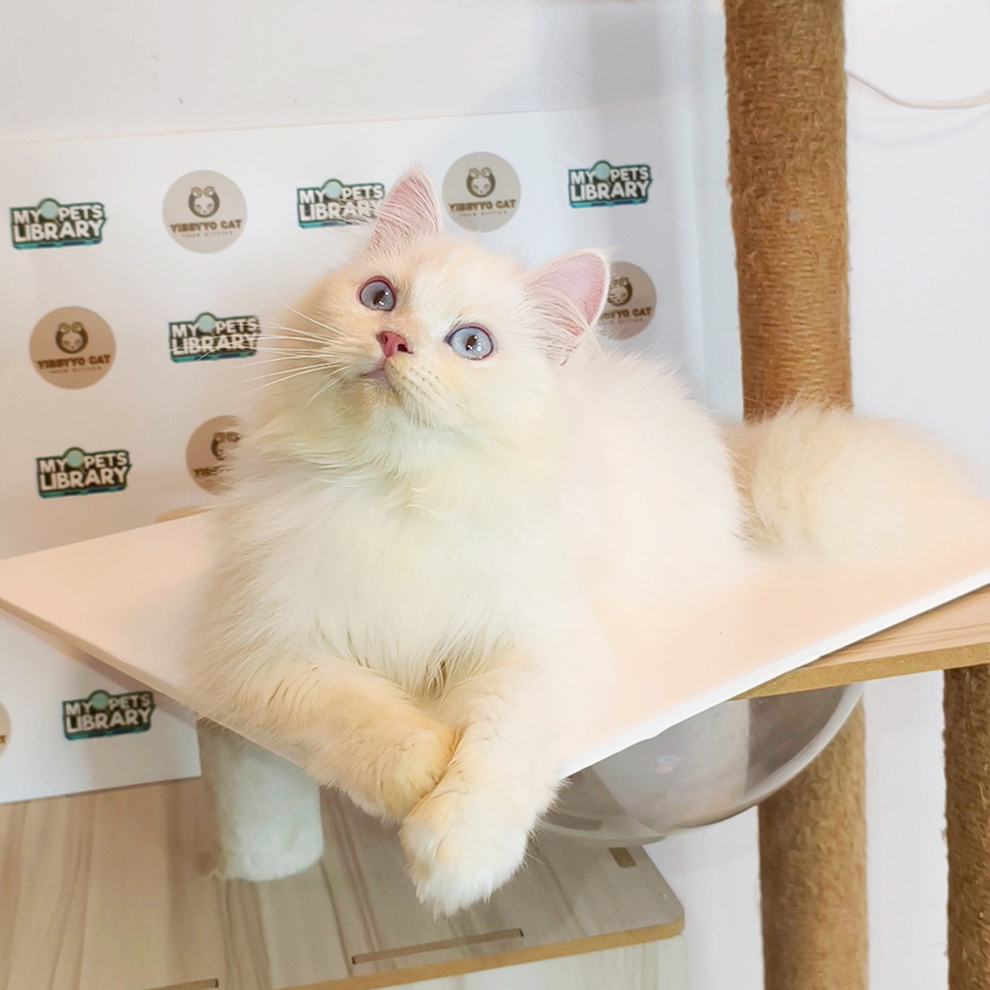 Siberian Neva Masquerade Kitten