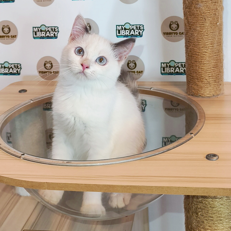 Siberian British Shorthair Kitten