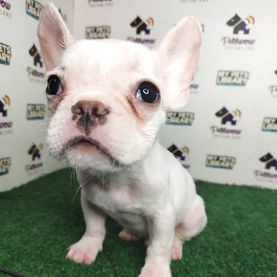 French Bulldog Puppy