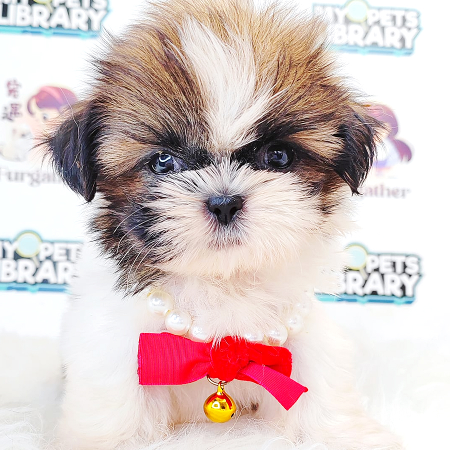 Shih Tzu Puppy