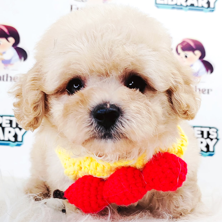 Maltipoo Puppy