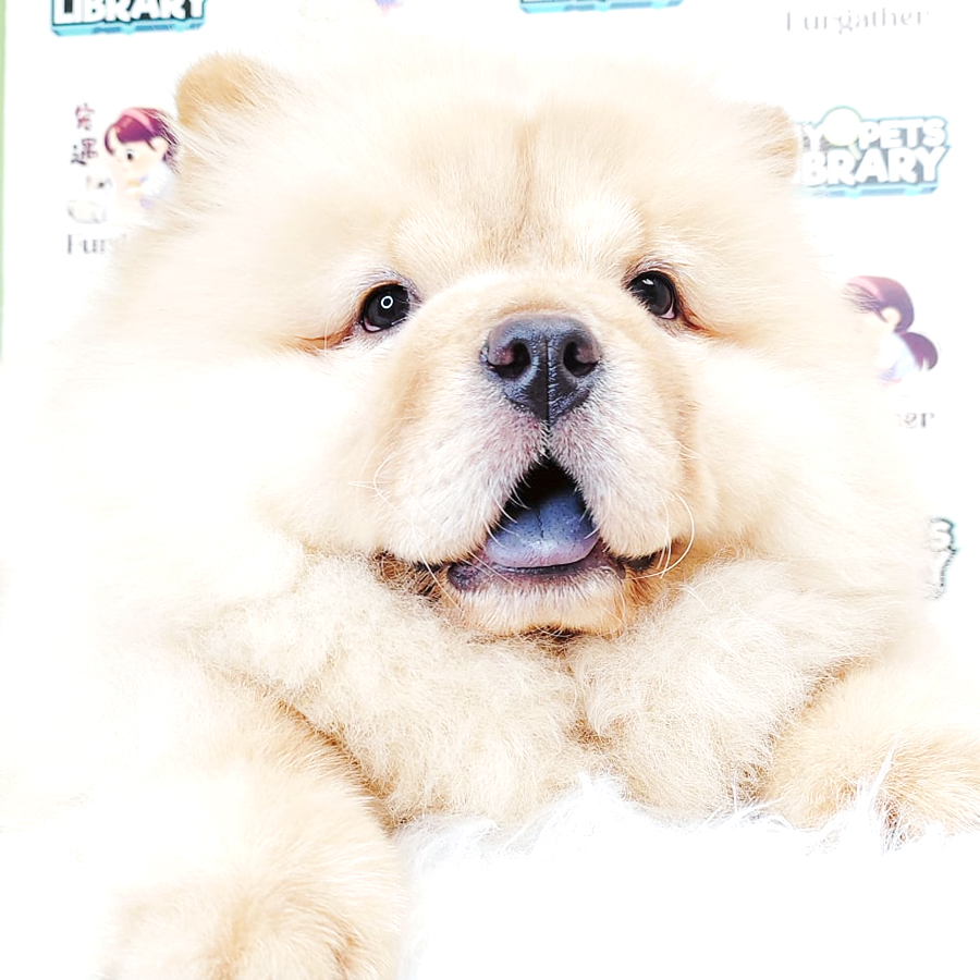 Chow Chow Puppy