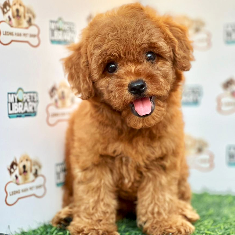 Toy Poodle Puppy