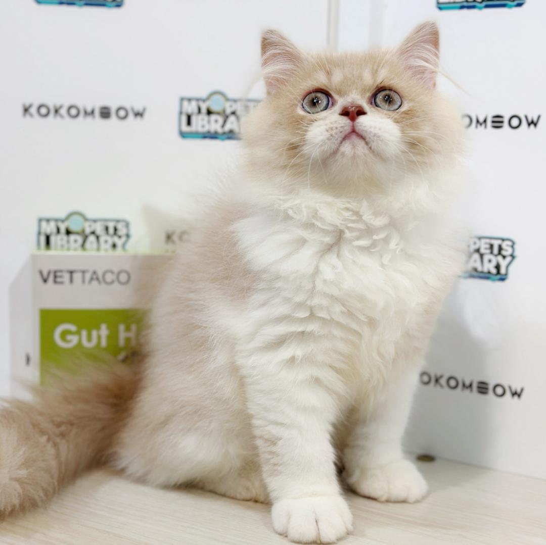 Persian Kitten