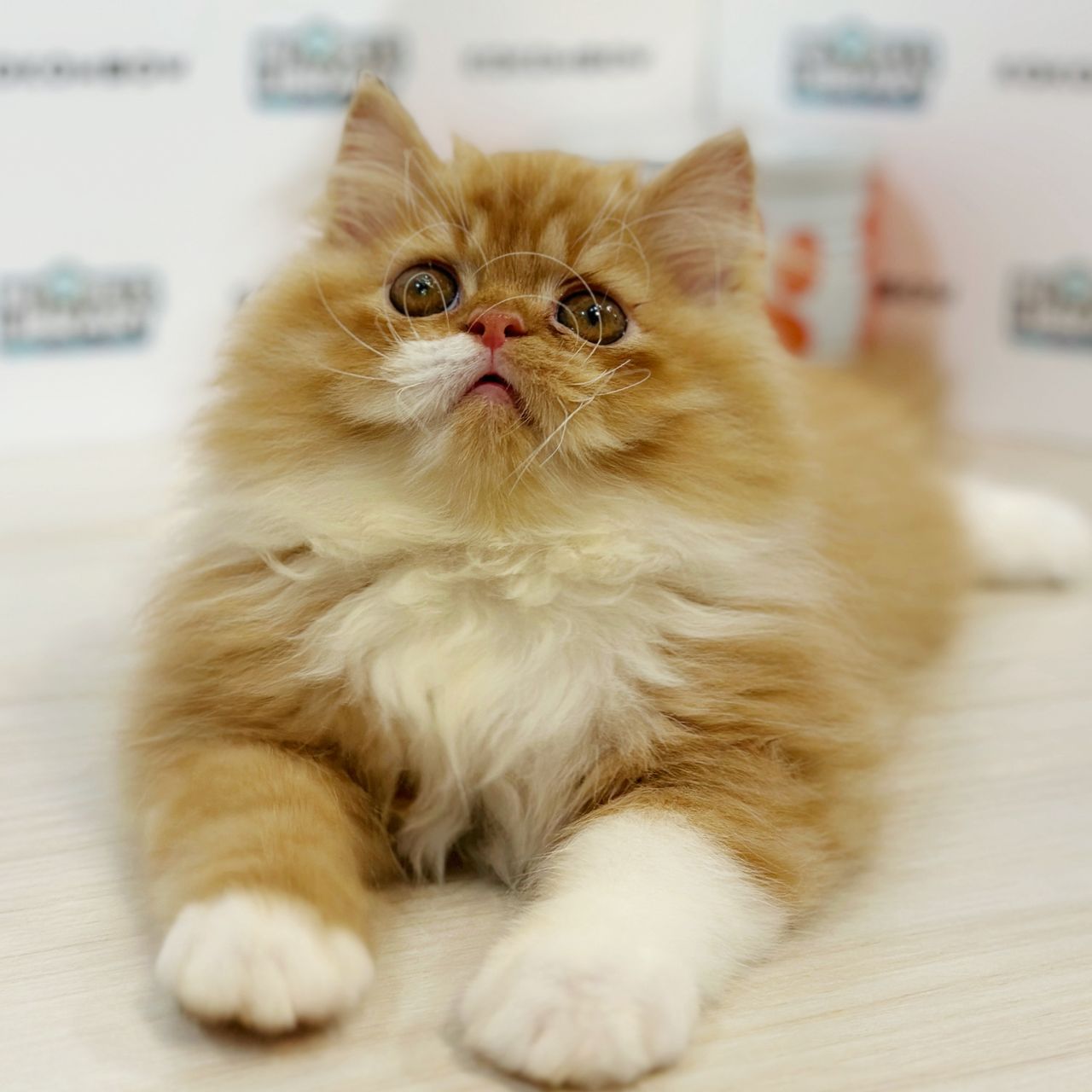 Persian Kitten