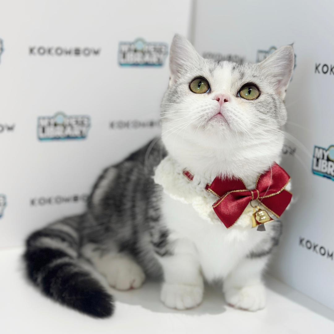 Super Short Munchkin American Shorthair Kitten