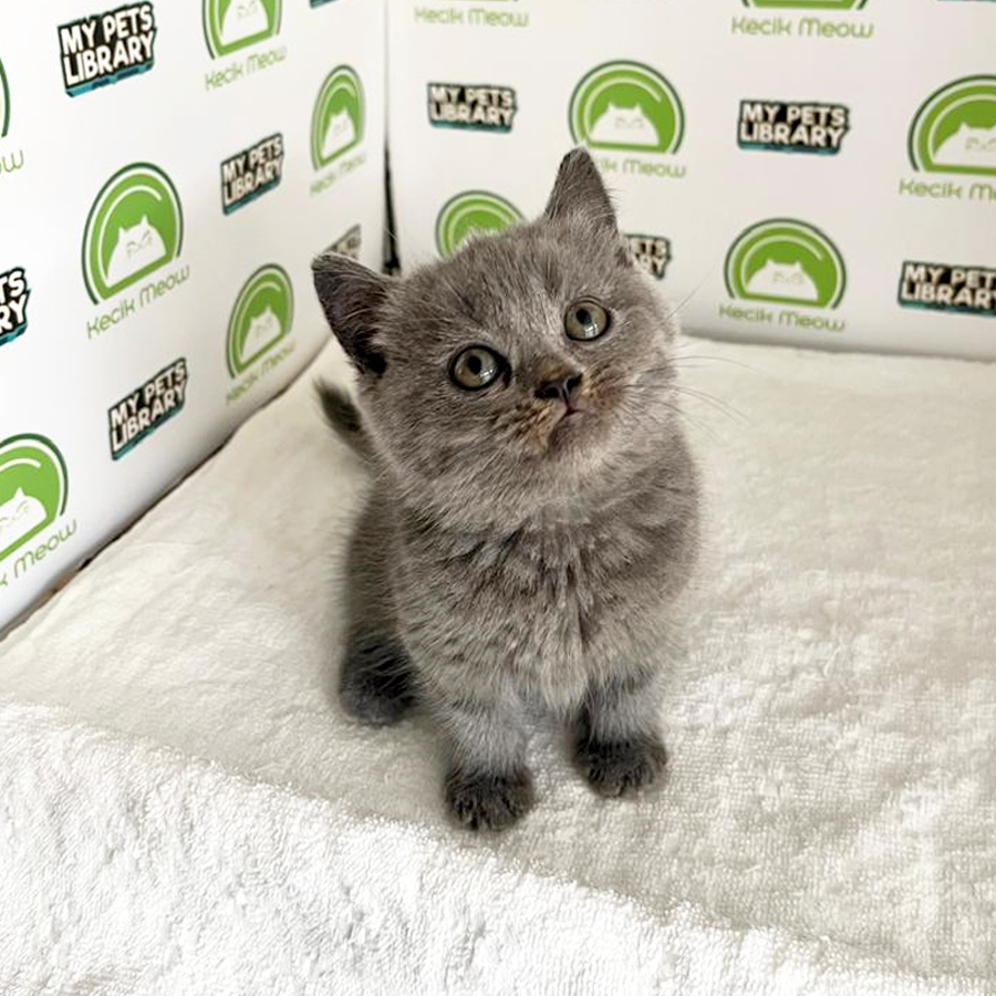 British Shorthair Kitten