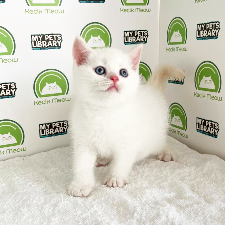 British Shorthair Kitten