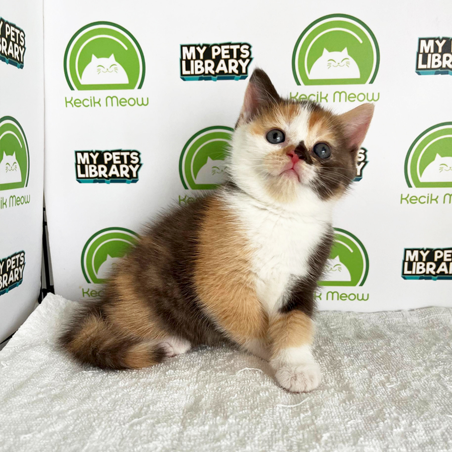 British Shorthair Kitten