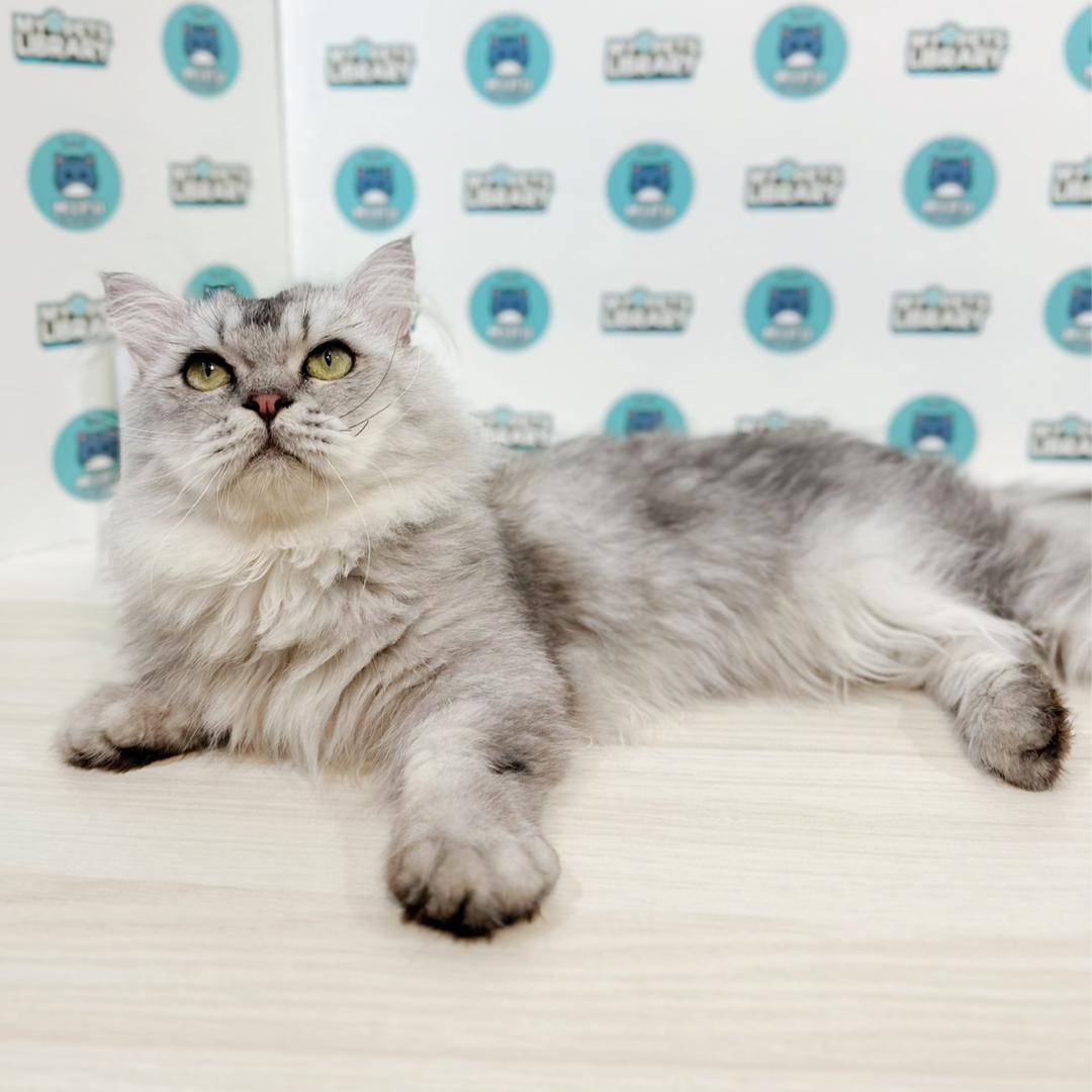 Super Short Minuet Napoleon Kitten