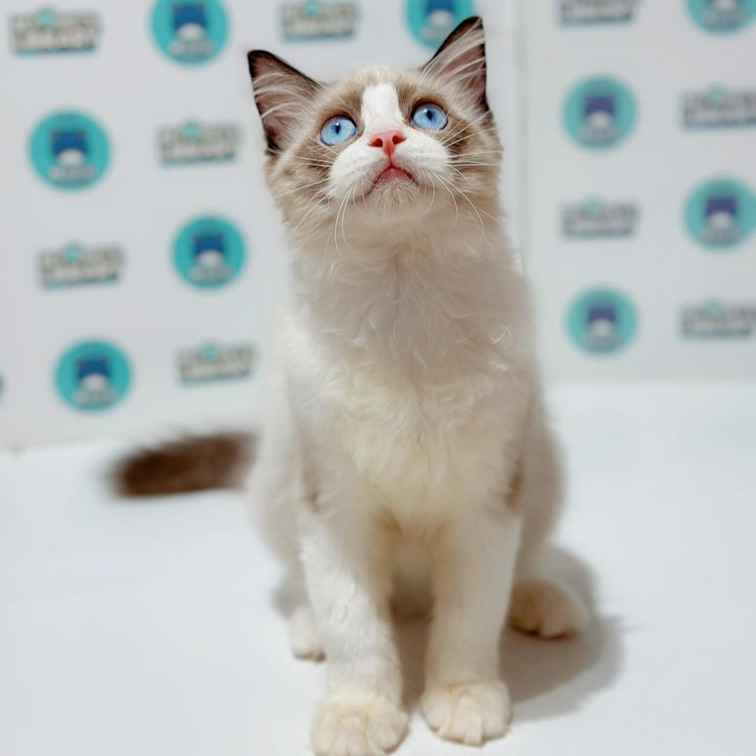 Ragdoll Kitten
