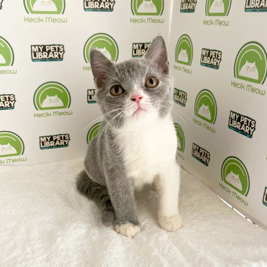 British Shorthair Kitten