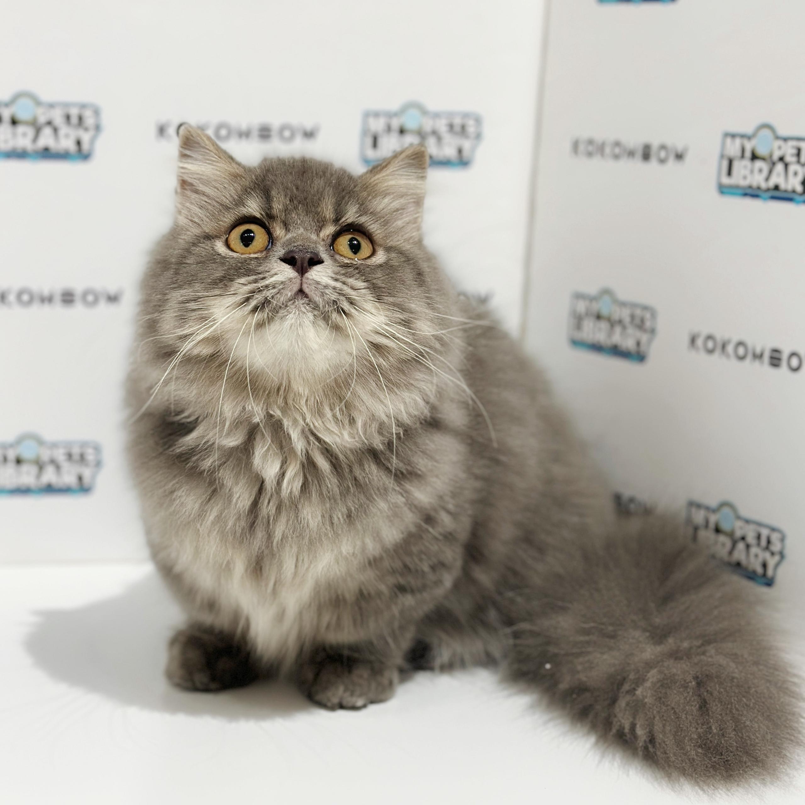 Super Short Minuet Napoleon Kitten
